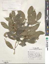 Ilex ficoidea image