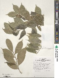 Ilex ficoidea image