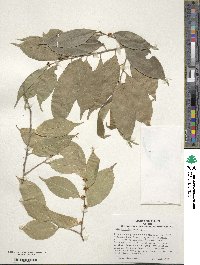 Ilex ficoidea image