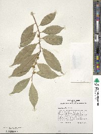 Ilex ficoidea image