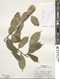 Ilex ficoidea image