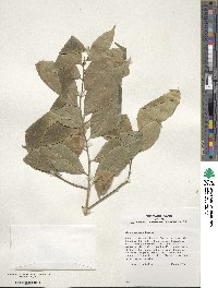 Ilex ficoidea image