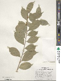 Ilex ficoidea image