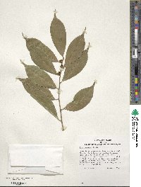 Ilex ficoidea image