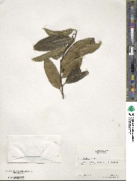 Ilex ficoidea image