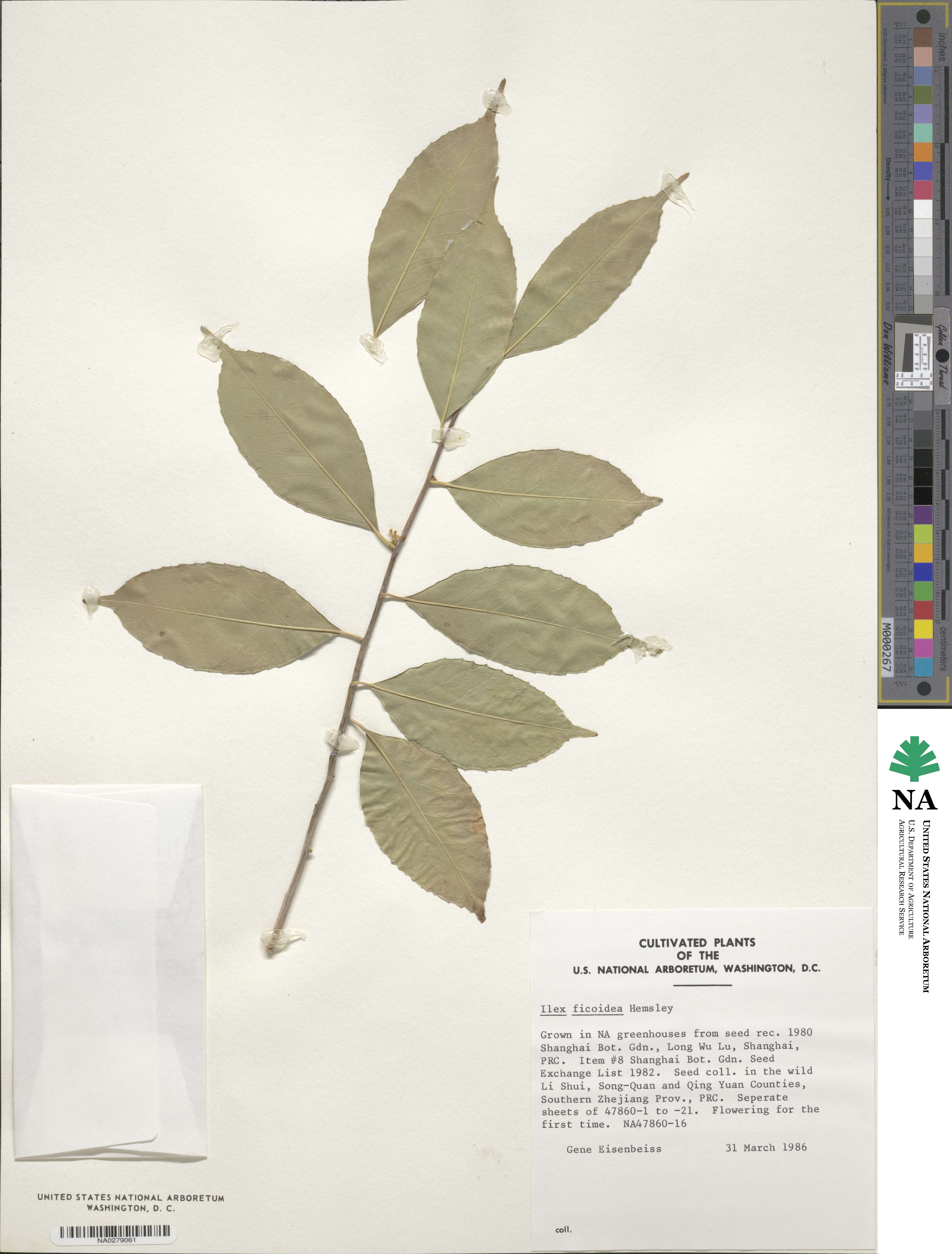 Ilex ficoidea image