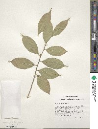 Ilex ficoidea image