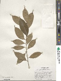 Ilex ficoidea image