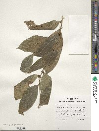 Ilex ficoidea image