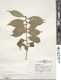 Ilex ficoidea image