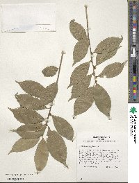 Ilex ficoidea image