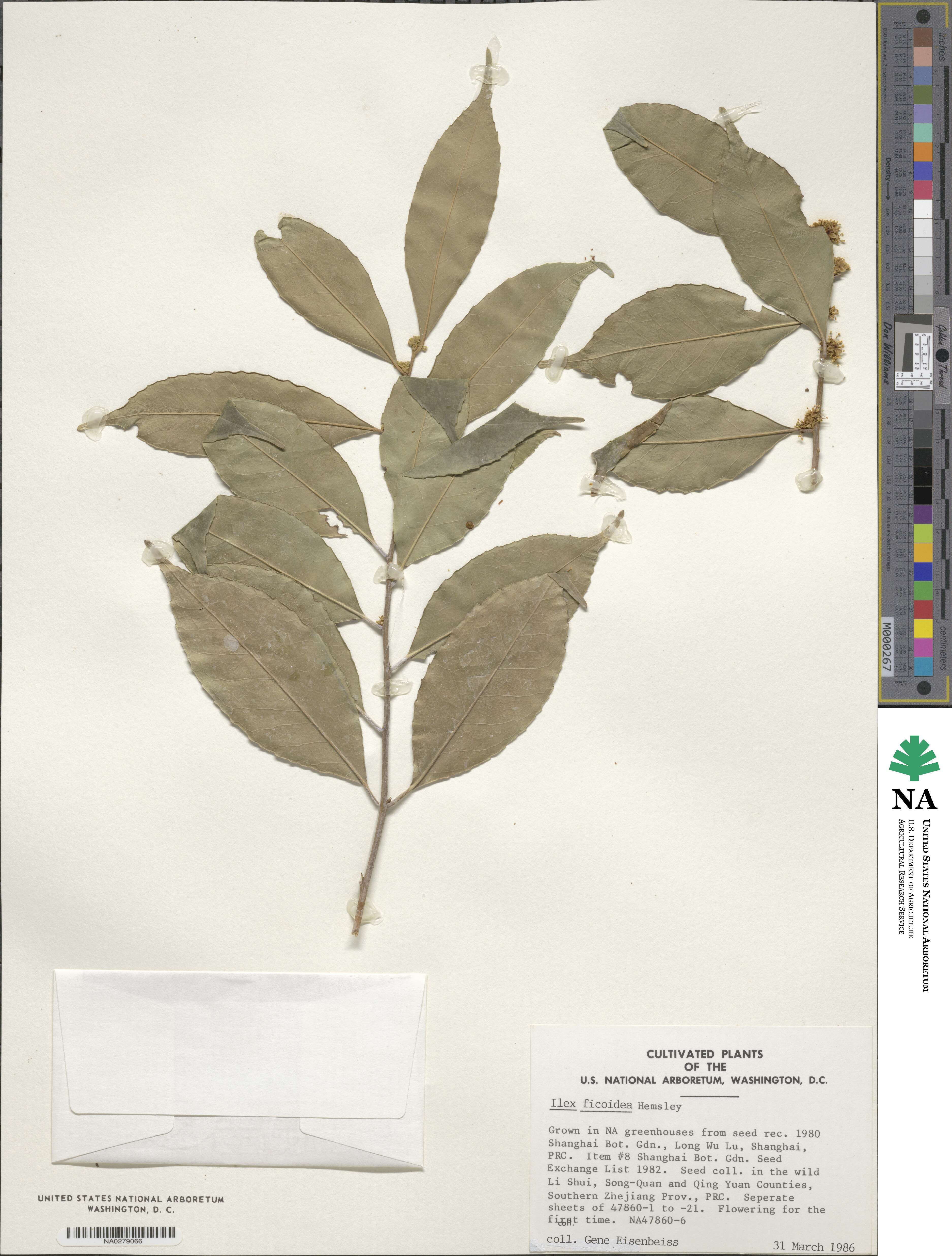 Ilex ficoidea image