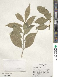 Ilex ficoidea image