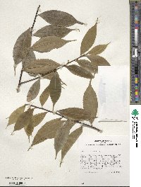 Ilex ficoidea image