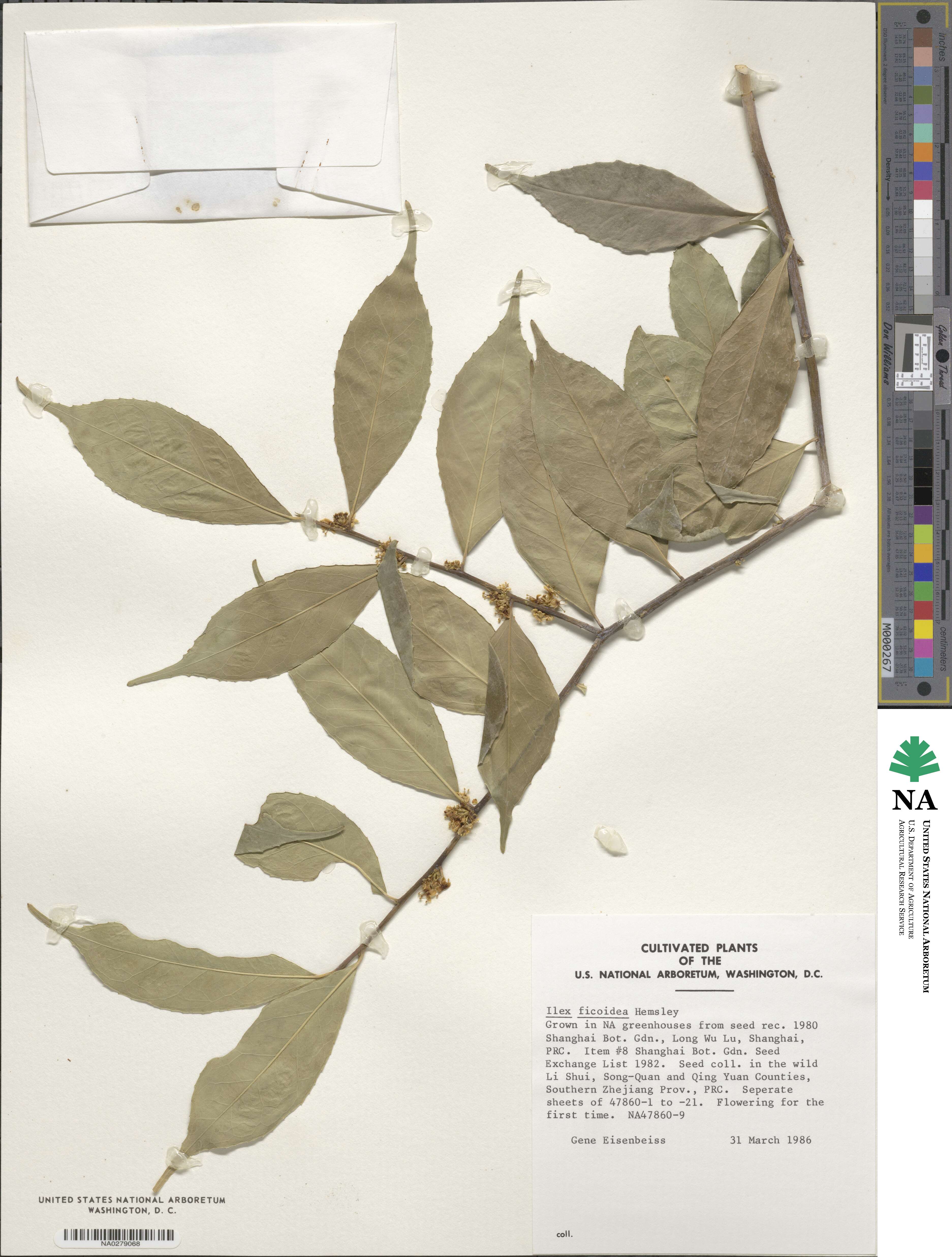 Ilex ficoidea image