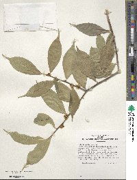 Ilex ficoidea image