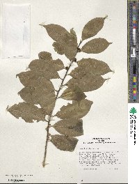 Ilex ficoidea image