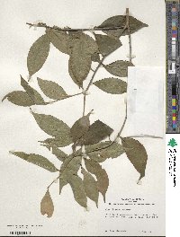 Ilex ficoidea image