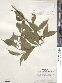 Ilex ficoidea image