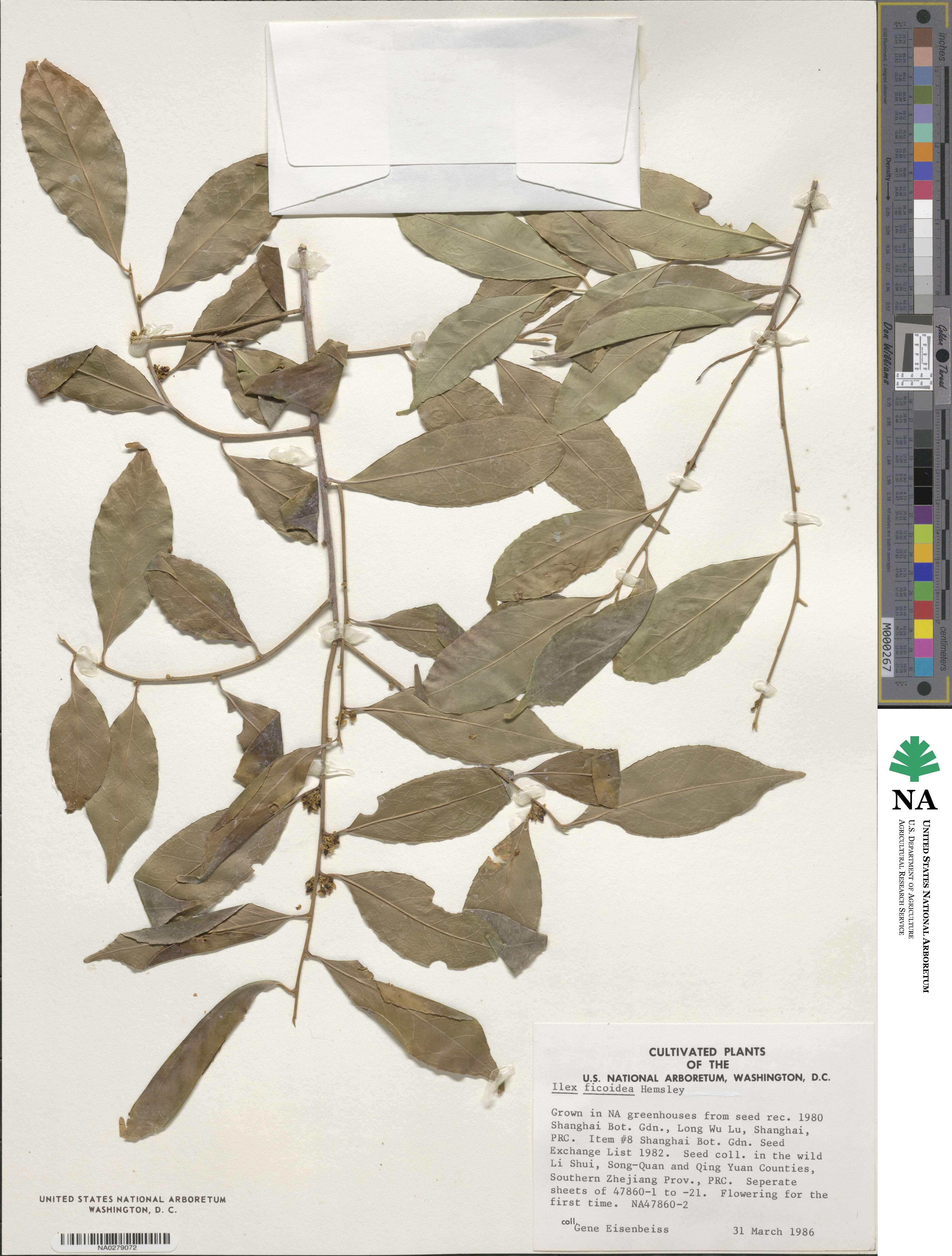 Ilex ficoidea image