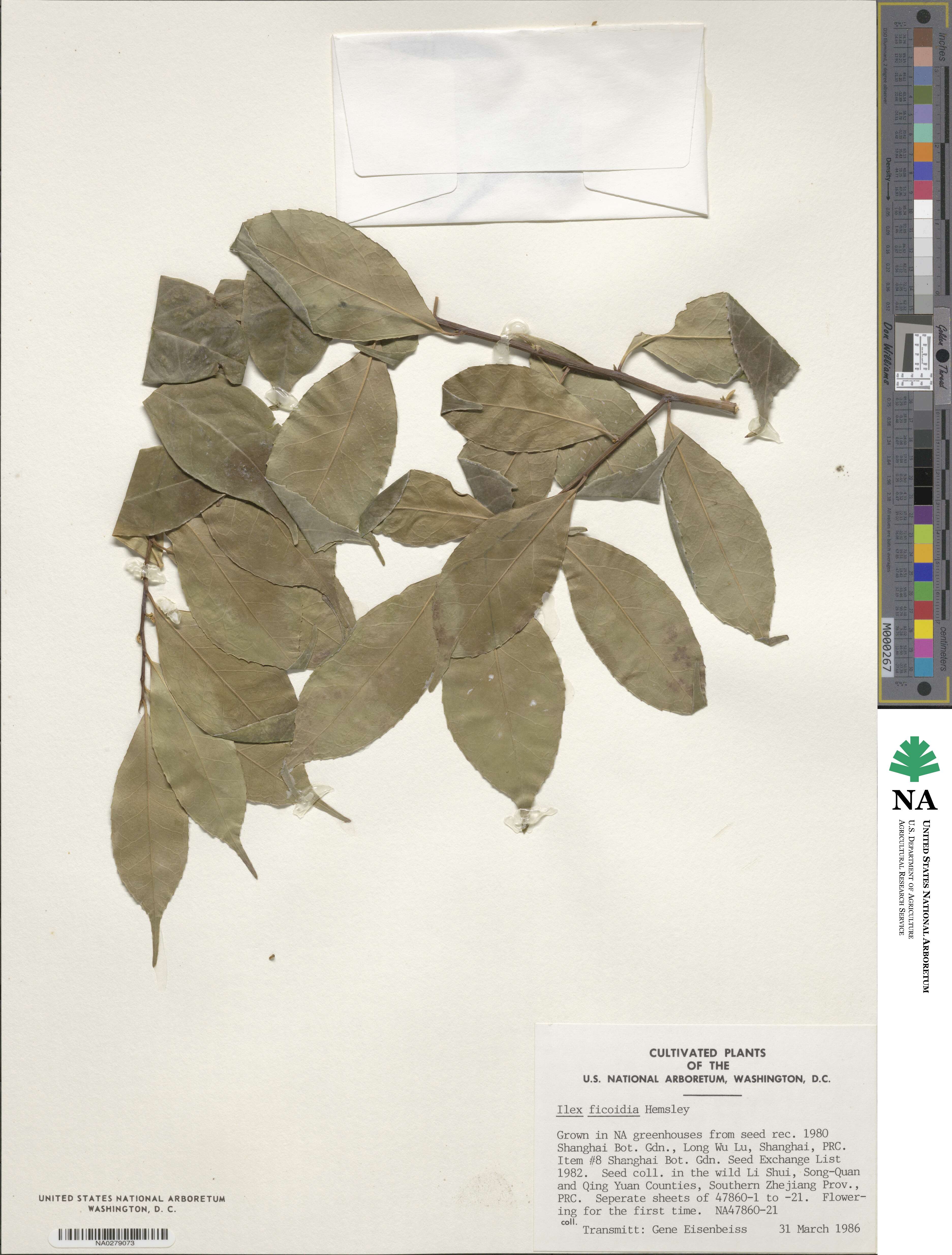 Ilex ficoidea image