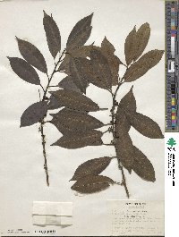 Ilex franchetiana image