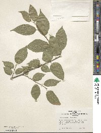 Ilex geniculata image