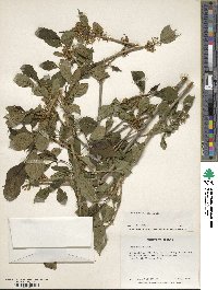 Ilex geniculata image