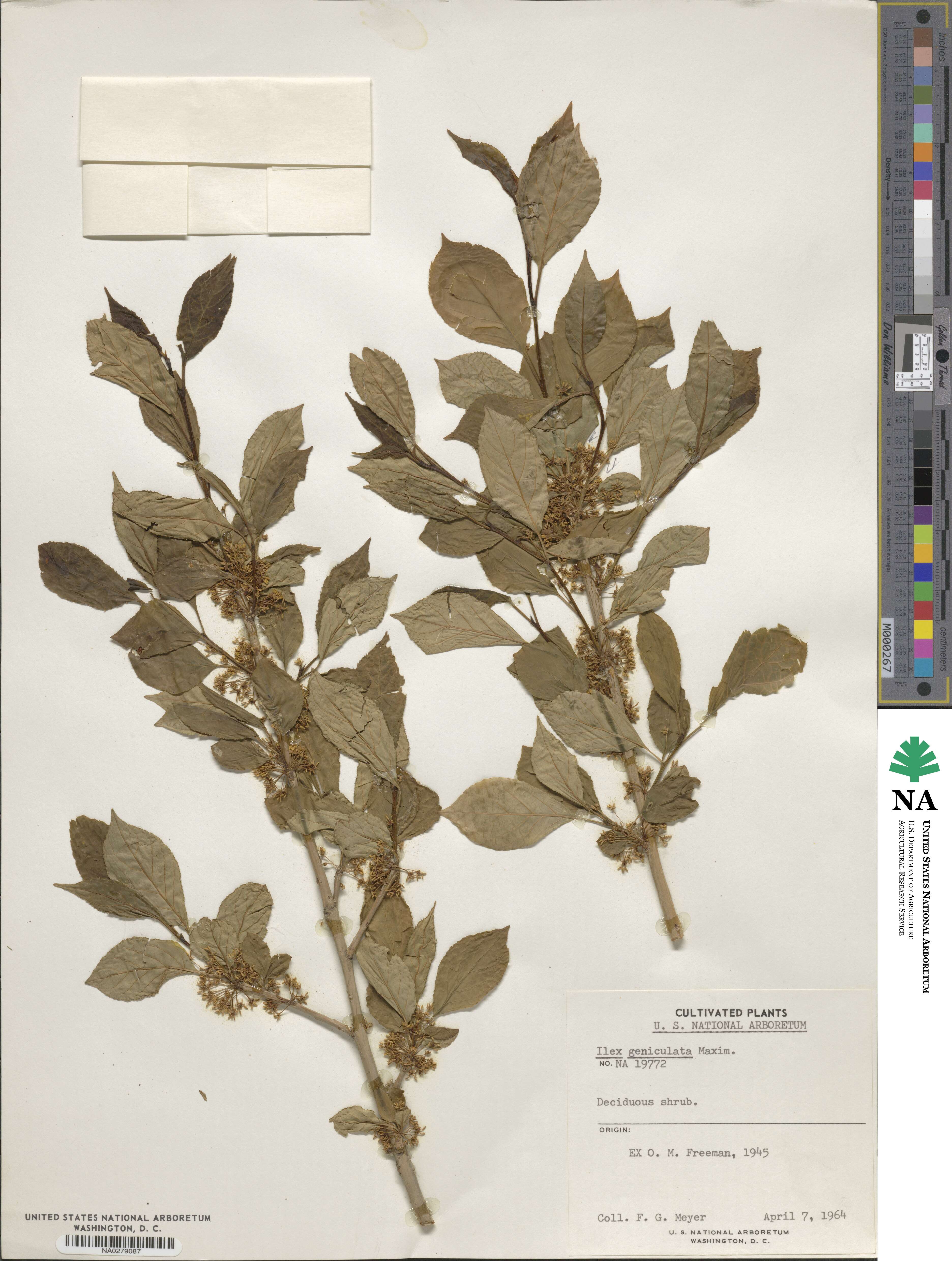 Ilex geniculata image