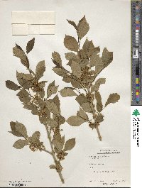 Ilex geniculata image