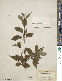 Ilex geniculata image