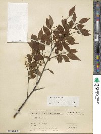 Ilex geniculata image