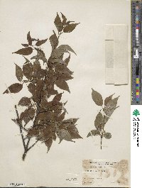 Ilex geniculata image