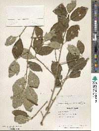 Ilex geniculata image