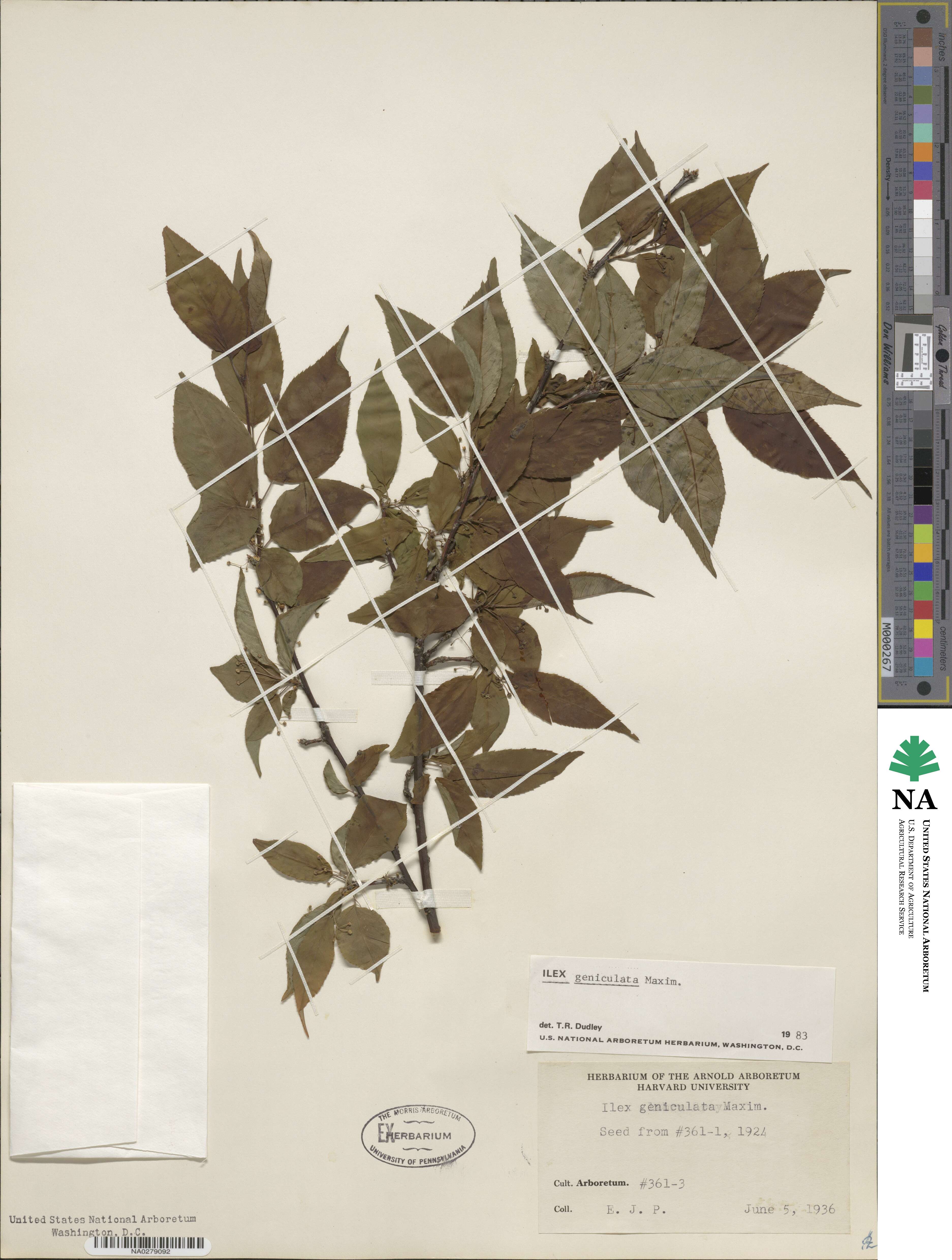 Ilex geniculata image