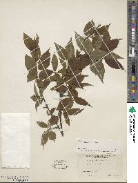 Ilex geniculata image