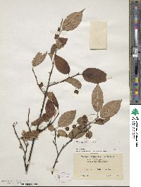 Ilex geniculata image