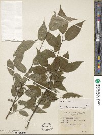 Ilex geniculata image