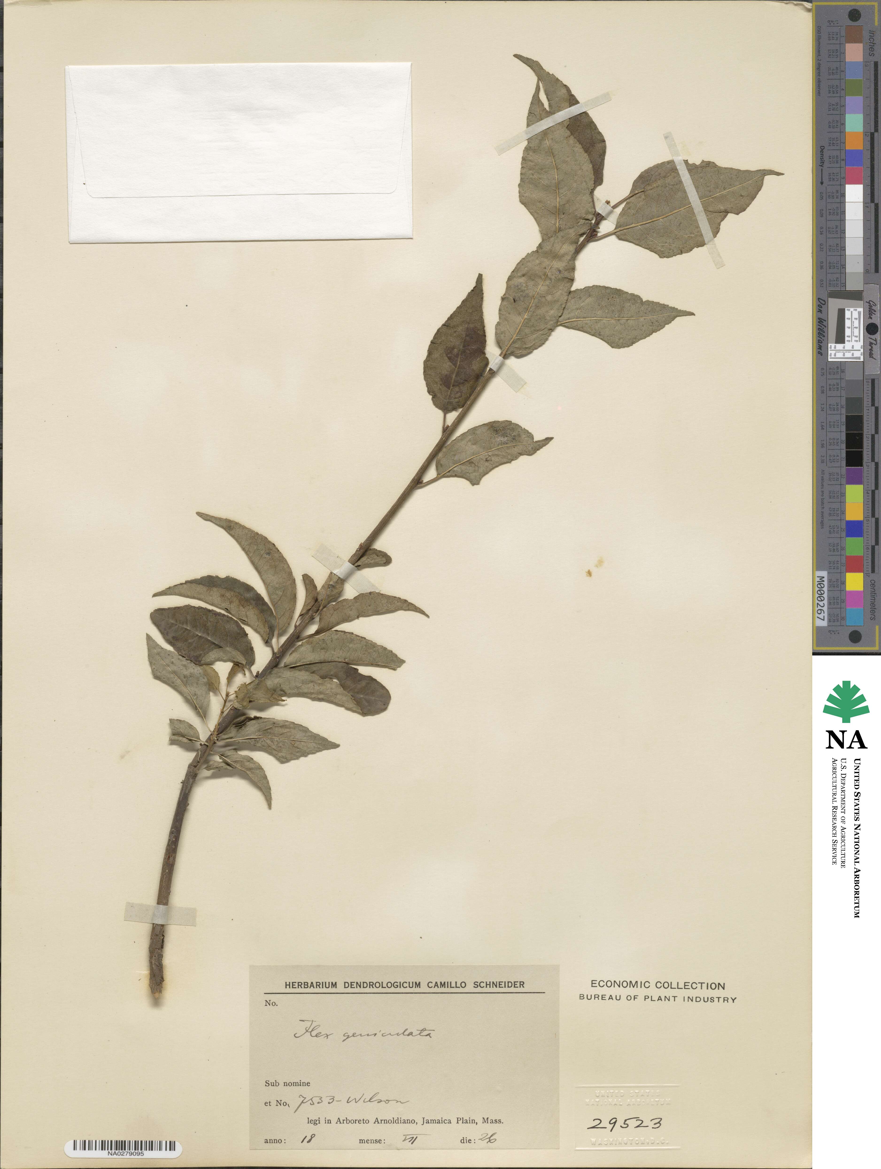 Ilex geniculata image