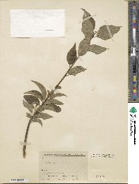 Ilex geniculata image