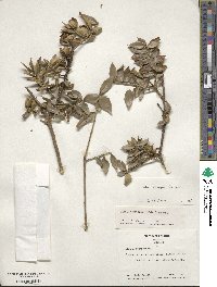 Ilex georgei image