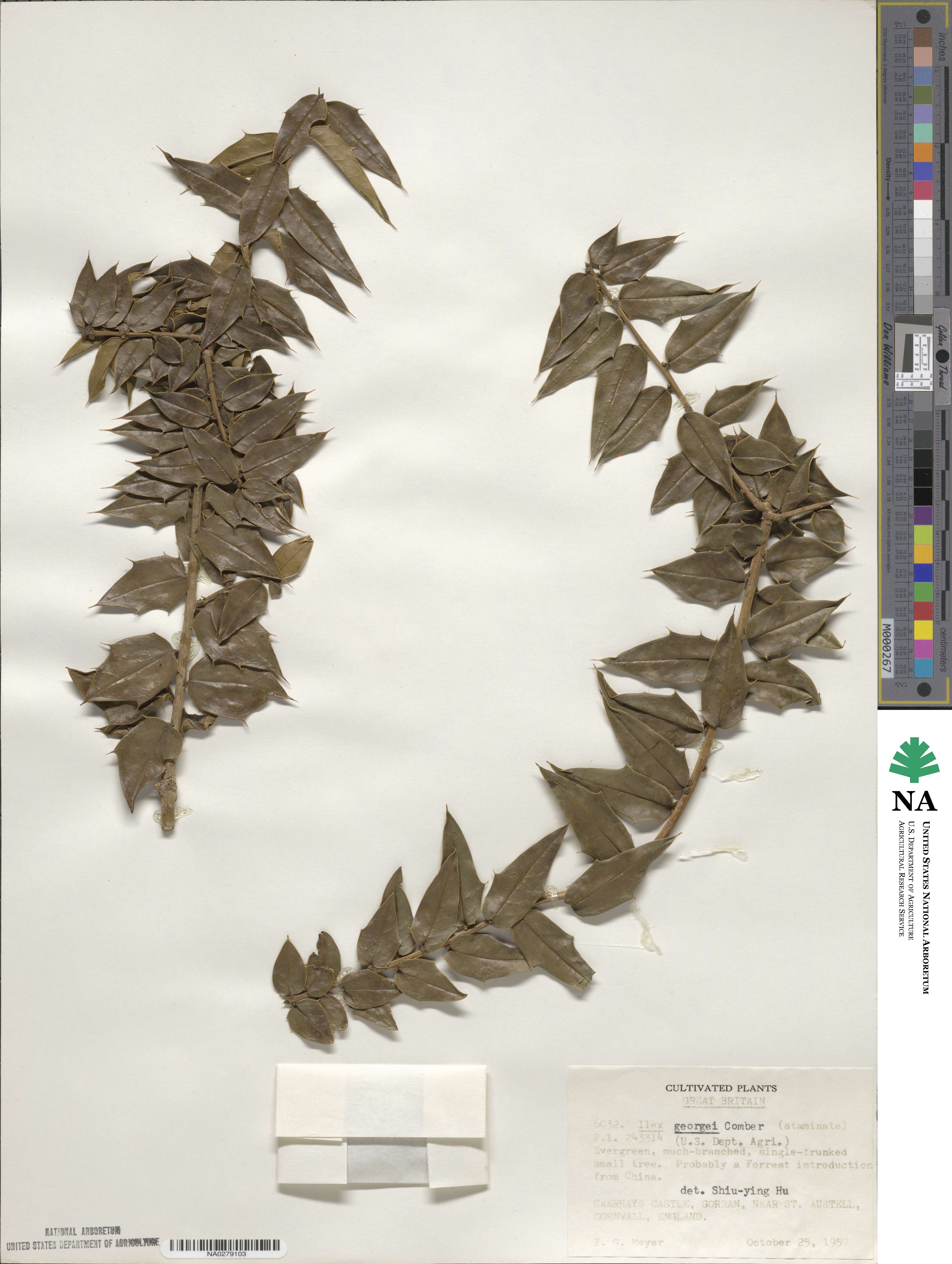 Ilex georgei image