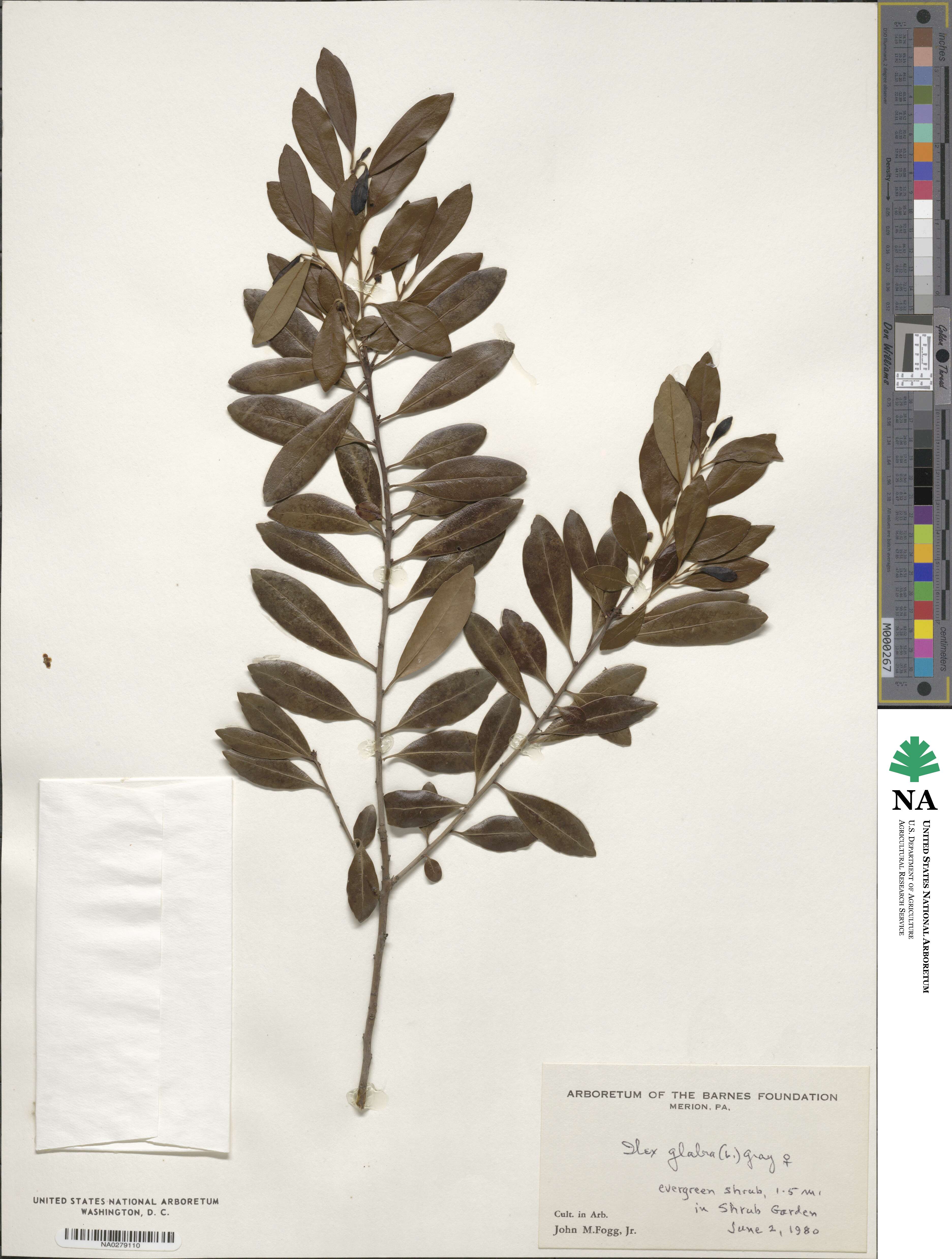 Ilex glabra image