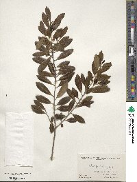 Ilex glabra image