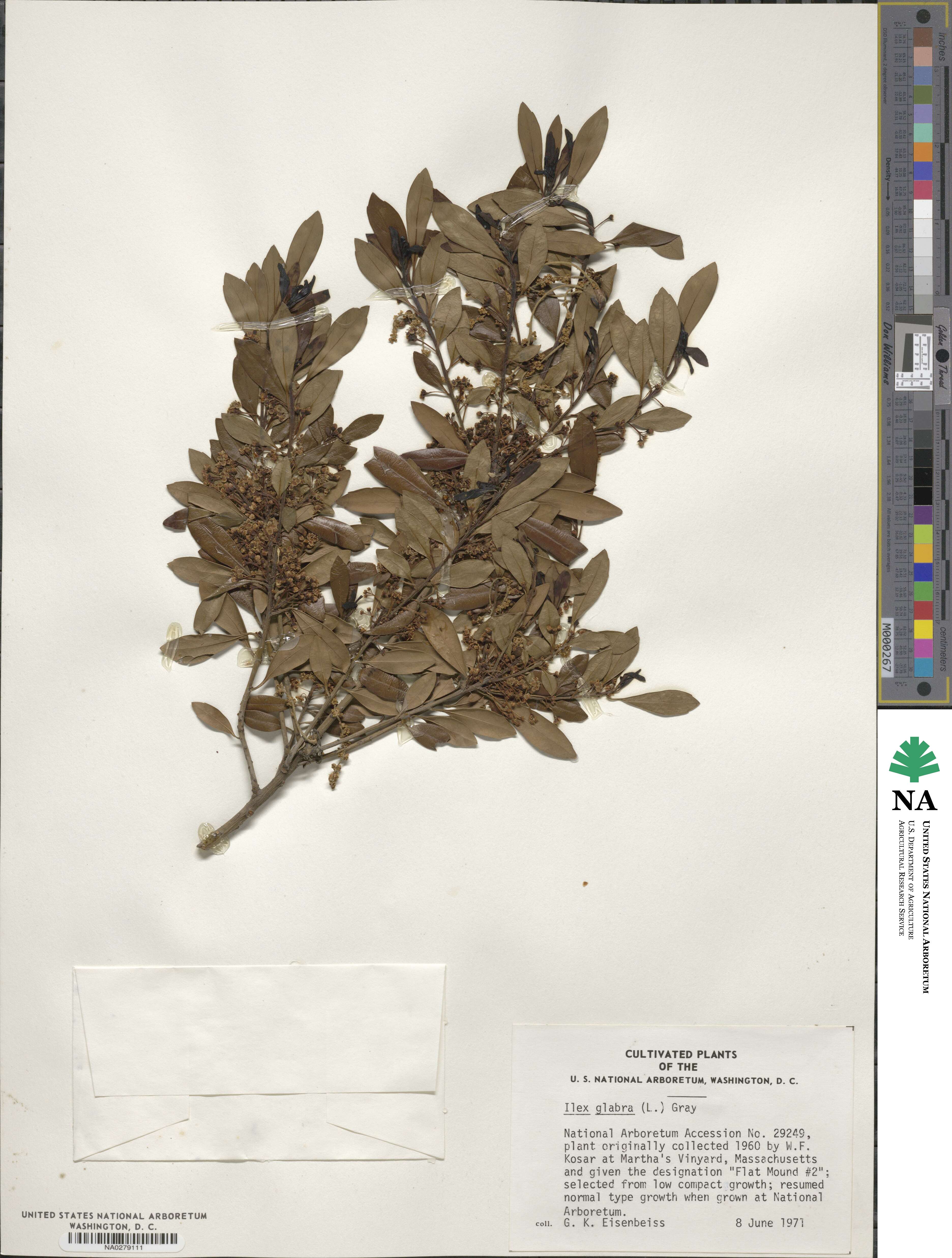 Ilex glabra image