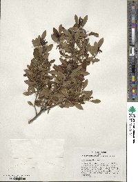 Ilex glabra image