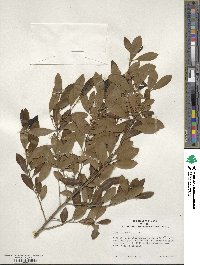 Ilex glabra image