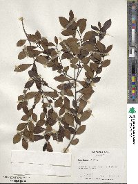 Ilex glabra image