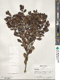 Ilex glabra image