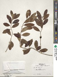 Ilex glabra image